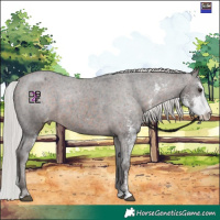 Horse Color:Silver Brown Mushroom Sabino Appaloosa