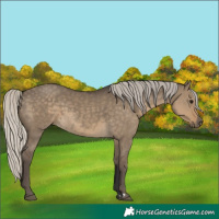 Horse Color:Silver Smoky Grullo