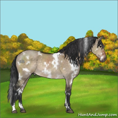 Horse Color:White Spotted Brown Dun Rabicano 