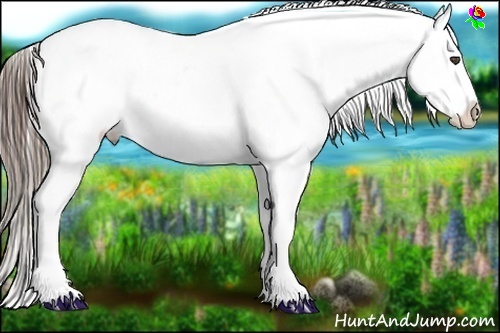 Horse Color:White Spotted Black Blanket 