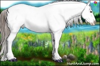 Horse Color:White Spotted Black Blanket 