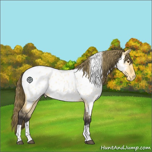 Horse Color:Buckskin Dun Tobiano Appaloosa 