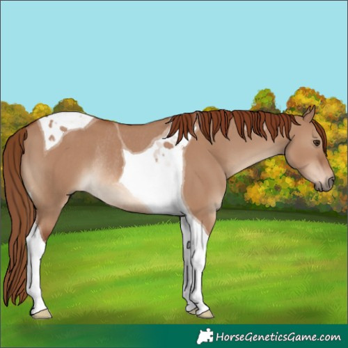 Horse Color:Red Dun Tobiano Rabicano 