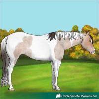 Horse Color:Amber Champagne Roan Tobiano 