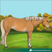 Horse Color:Palomino Rabicano