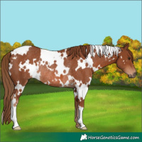 Horse Color:White Spotted Chestnut Rabicano 