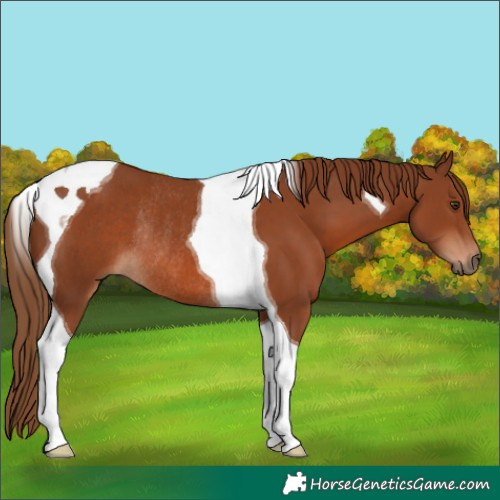 Horse Color:Chestnut Tobiano Rabicano 