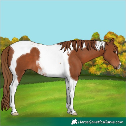Horse Color:Chestnut Tobiano 
