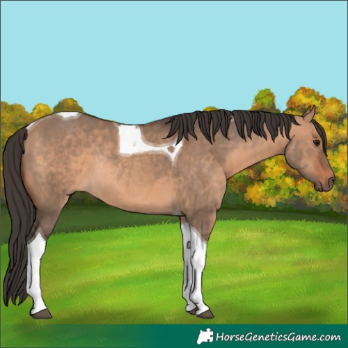 Horse Color:Bay Dun Tobiano Rabicano