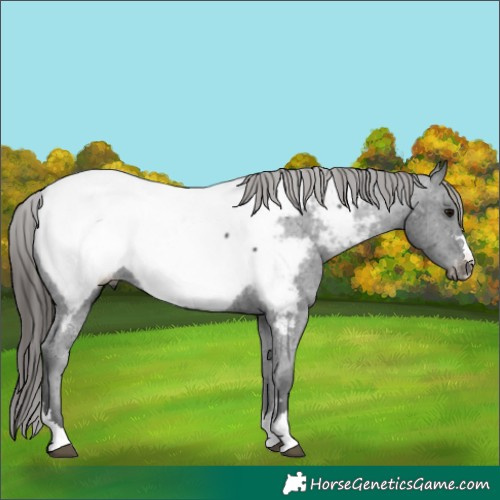 Horse Color:Black Appaloosa 