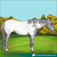 Horse Color:Black Appaloosa 
