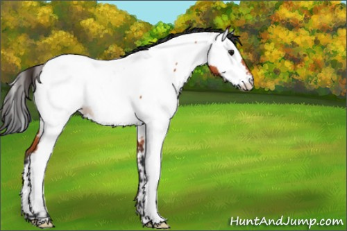 Horse Color:Bay Appaloosa