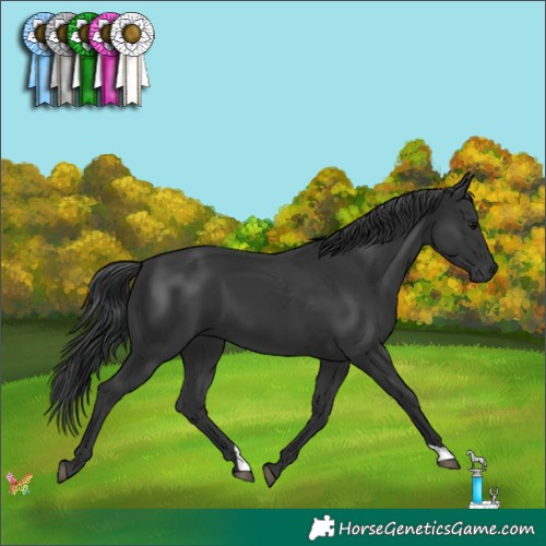 Horse Color:Black 