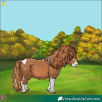 Horse Color:Chestnut Splash Tobiano