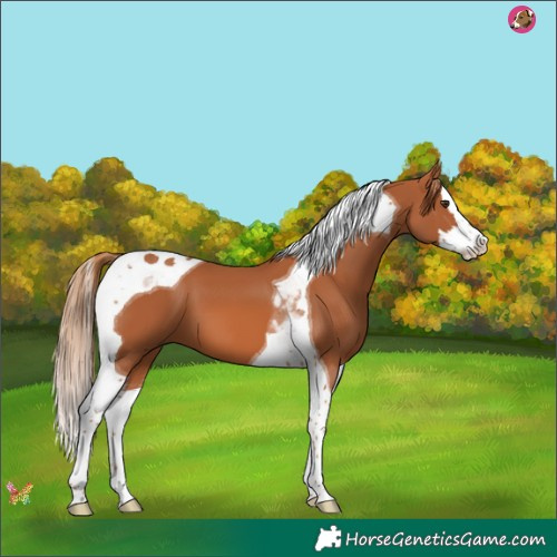 Horse Color:Chestnut Splash Tobiano 