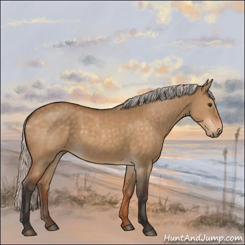Horse Color:Silver Buckskin Dun 