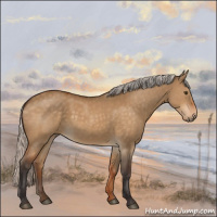 Horse Color:Silver Buckskin Dun 