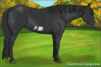 Horse Color:Black  and Black Frame 