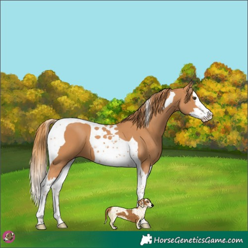 Horse Color:Chestnut Splash Tobiano