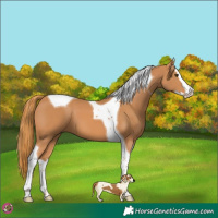 Horse Color:Chestnut Splash Tobiano