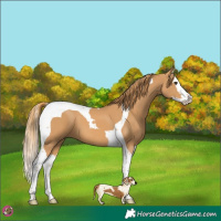 Horse Color:Chestnut Splash Tobiano