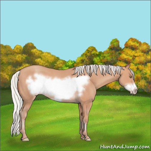 Horse Color:Silver Amber Champagne Frame 