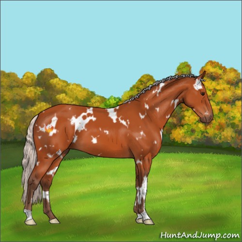 Horse Color:White Spotted Silver Bay 