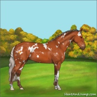 Horse Color:White Spotted Silver Bay 
