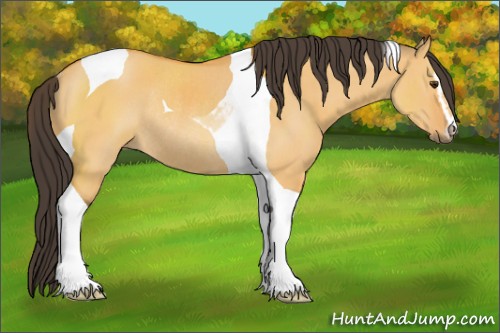Horse Color:Buckskin Dun Sabino Tobiano Rabicano 