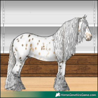 Horse Color:Gray Silver Buckskin Dun Mushroom Tobiano Appaloosa 