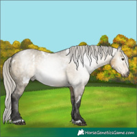 Horse Color:Gray White Spotted Silver Buckskin Dun Appaloosa 