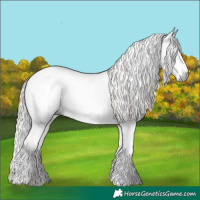 Horse Color:Gray White Spotted Chocolate Palomino Dun Mushroom Tobiano Appaloosa 