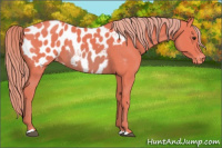 Horse Color:Watercolor Chestnut Appaloosa 