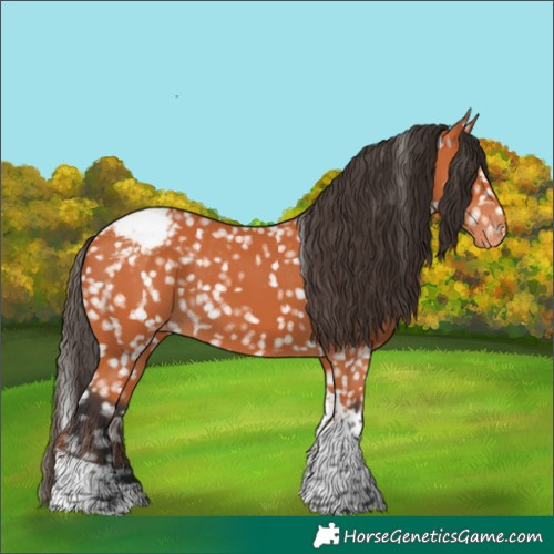 Horse Color:Bay Tobiano Appaloosa 