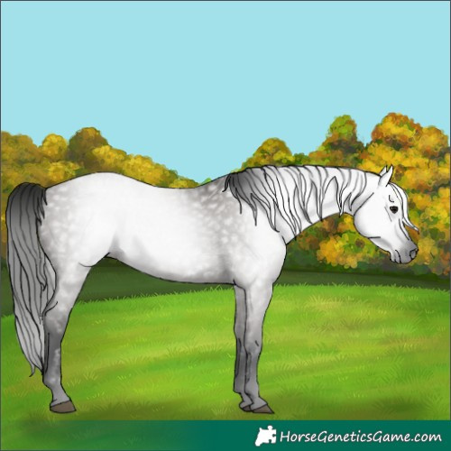 Horse Color:Gray Grullo