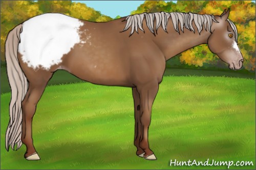 Horse Color:Gray Silver Classic Champagne Appaloosa 