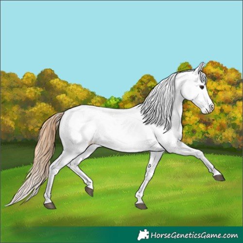 Horse Color:Chestnut Tobiano Appaloosa 