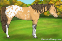 Horse Color:Buckskin Appaloosa 