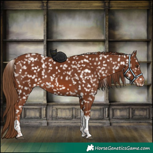 Horse Color:Chestnut Tobiano Appaloosa 