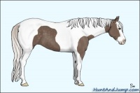 Horse Color:Silver Black Sabino Splash Tobiano