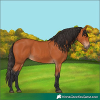 Horse Color:Bay Rabicano 