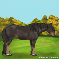 Horse Color:Liver Chestnut 