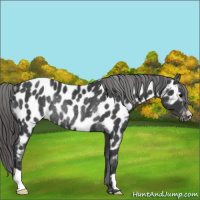 Horse Color:Black Appaloosa Rabicano 