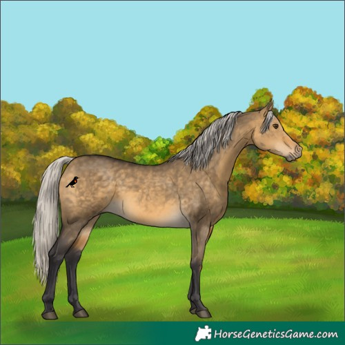 Horse Color:Silver Buckskin Dun