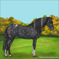 Horse Color:Black Tobiano Appaloosa 