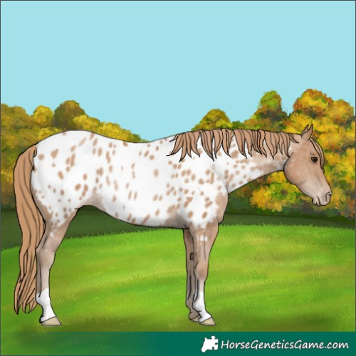 Horse Color:Black Pearl Appaloosa Rabicano 