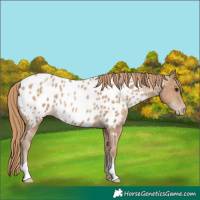 Horse Color:Black Pearl Near Leopard Rabicano 