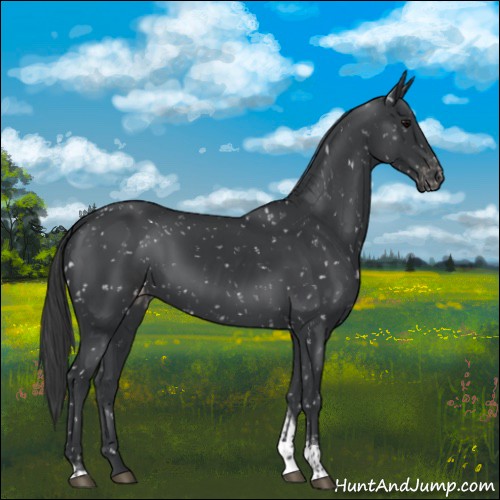Horse Color:Black Tobiano Appaloosa 