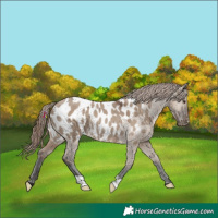 Horse Color:Liver Red Dun Appaloosa Rabicano 