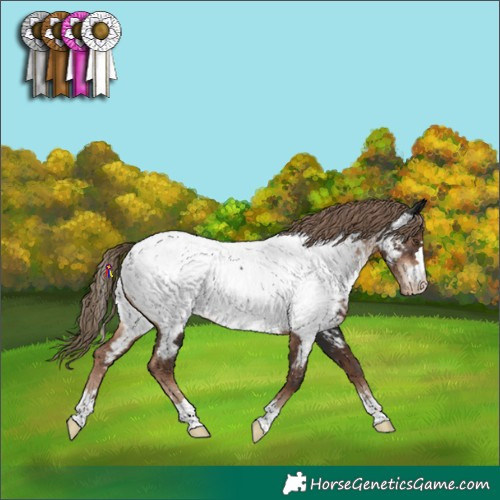 Horse Color:Liver Chestnut Appaloosa 